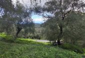 Πωλείται το συγκεκριμένο κτήμα με ένα παλιό σπίτι