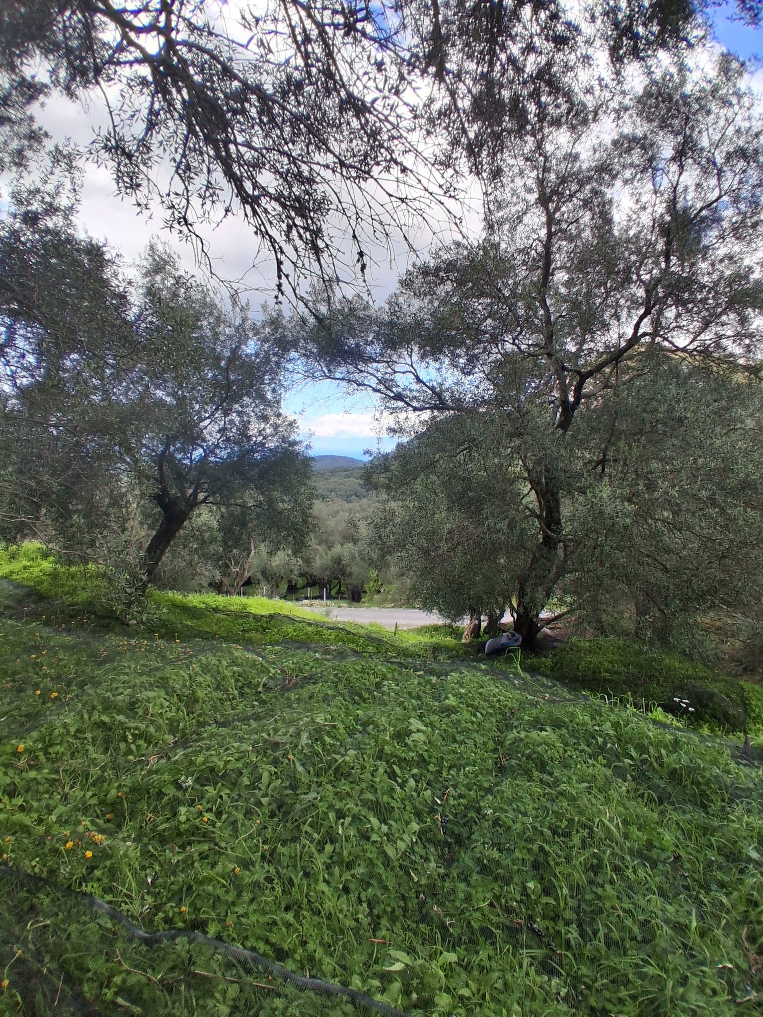 Πωλείται το συγκεκριμένο κτήμα με ένα παλιό σπίτι
