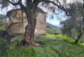 Πωλείται το συγκεκριμένο κτήμα με ένα παλιό σπίτι