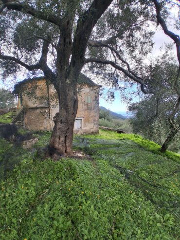 Πωλείται το συγκεκριμένο κτήμα με ένα παλιό σπίτι