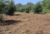 Πωλείται αγροτεμάχιο στη νότια Κέρκυρα