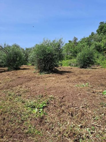Πωλείται αγροτεμάχιο στη νότια Κέρκυρα