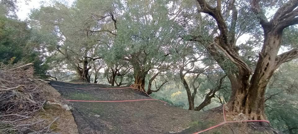 Χωράφι/αγροτεμάχιο στην Κέρκυρα