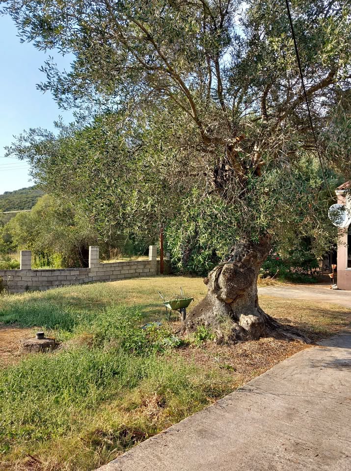 Οικόπεδο ικοδομησιμο πανω απο 200τμ με ελαιόδεντρα